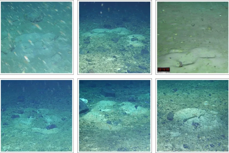 Antarctic Iceberg Reveals Vast, Ancient Fish Nests in Unprecedented Discovery