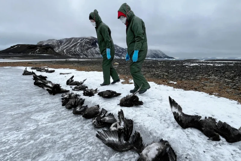 Antarctic Seabirds Succumb to Avian Influenza: First Confirmed Wildlife Die-Off on the Continent