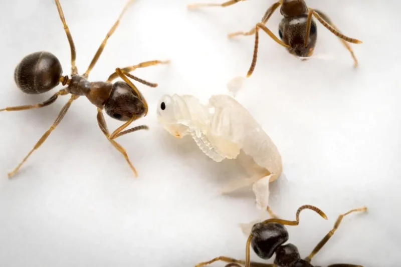 Ants Exhibit Sophisticated Self-Sacrifice and Cellular Communication Strategies Akin to the Human Body