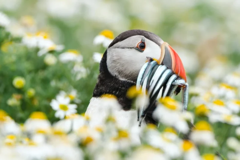 Atlantic Puffin Populations Face Unprecedented Crisis Amidst Devastating Winter Seabird Wreck