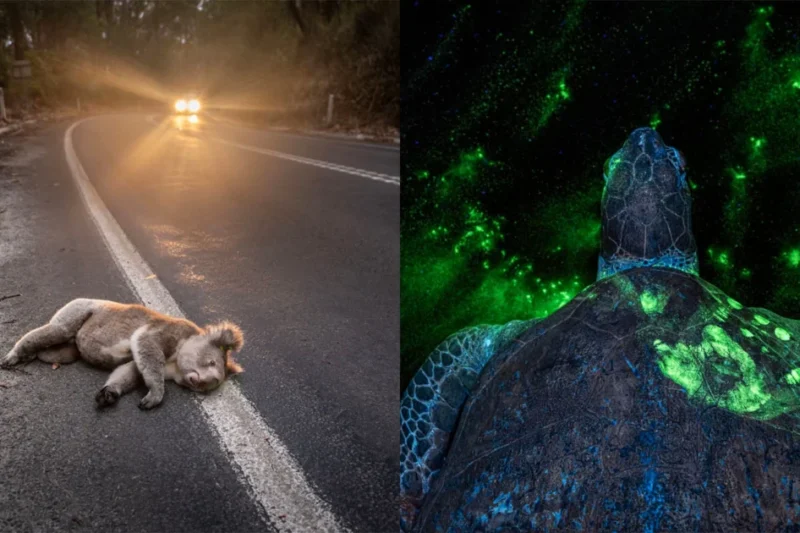 Britta Jaschinski Named Grand Prize Winner of the 2026 Environmental Photography Awards for Haunting Forensic Wildlife Image