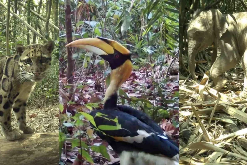 Camera Trap Survey in the Annamite Mountains Reveals Rare Wildlife in the Amazon of Asia