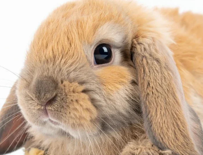 Caring Beyond Cure: Palliative and Pain Management Strategies for Exotic Animals