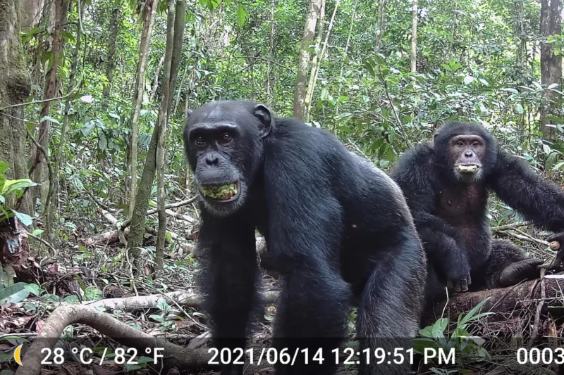 Chimpanzees Regularly Consume Amounts of Alcohol Equivalent to Two Standard Drinks Daily
