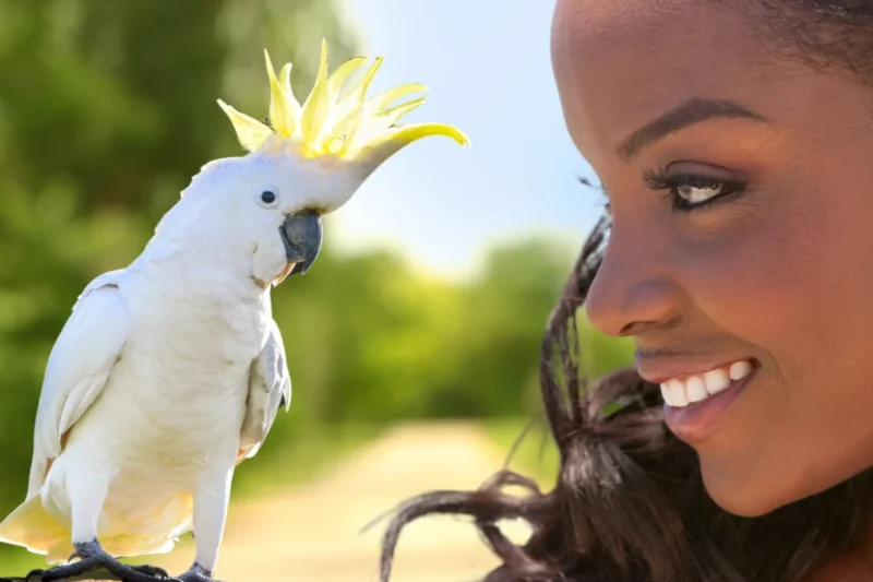 Choosing the Best Medium-Sized Parrot for Your Lifestyle and Experience Level