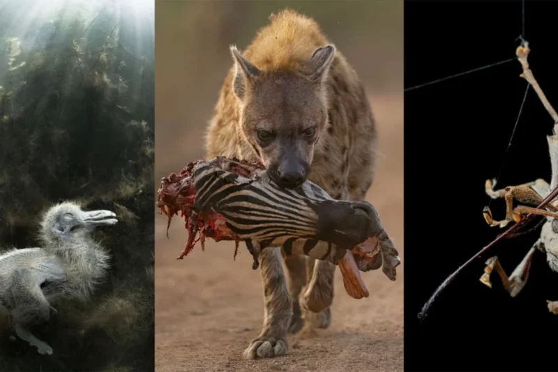 Close-up Photographer of the Year Death and Decay Challenge Winners Reveal the Brutal and Essential Beauty of Nature’s Life Cycle