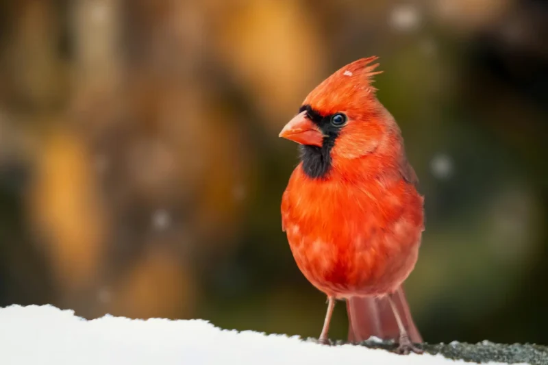 Common Birds of the United States: A Guide to the Familiar Avian Neighbors in Your Backyard