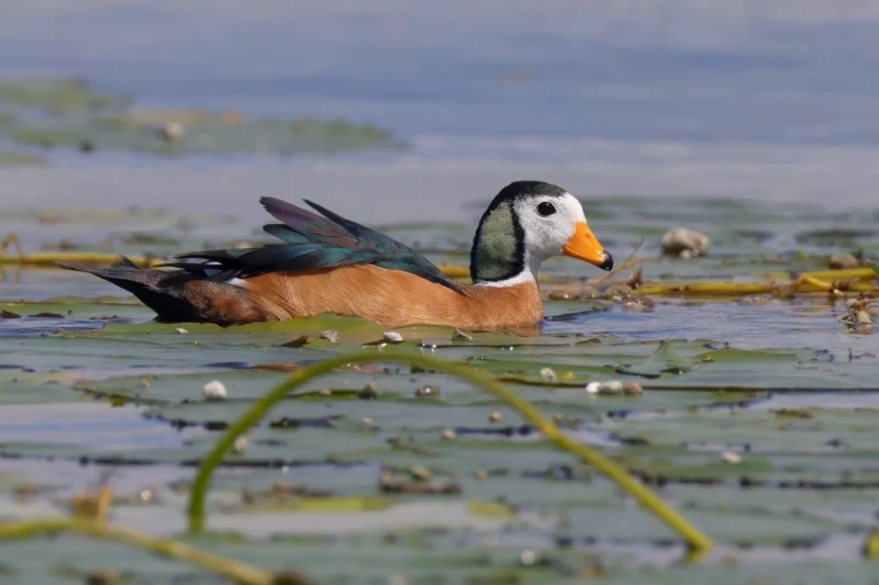 Conserving Migratory Birds: A Vital Endeavor Along the African-Eurasian Flyway