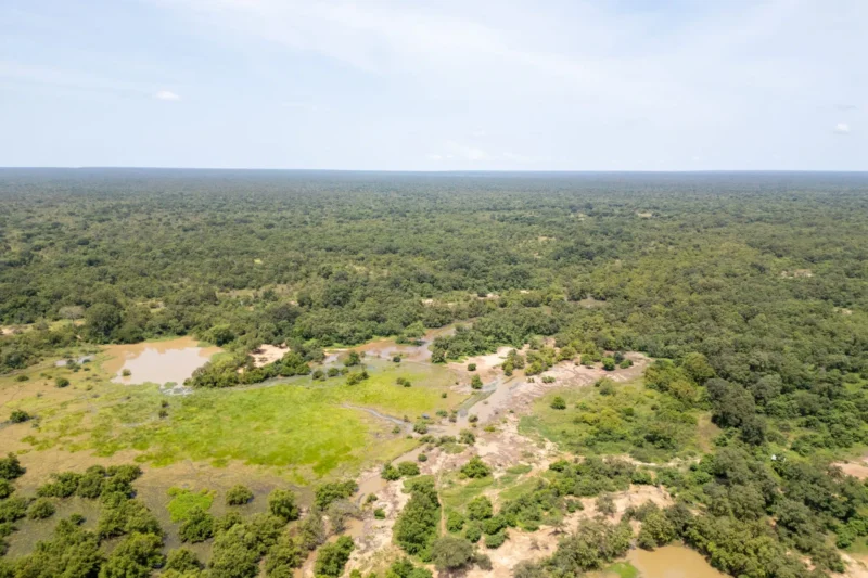 Conserving the African-Eurasian Flyway: A Deep Dive into Ghana’s Vital Role in Protecting Migratory Birds