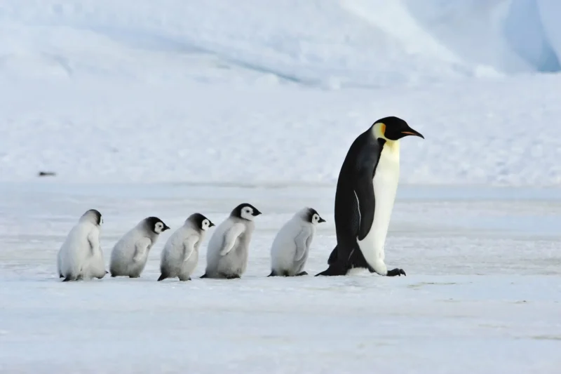Emperor Penguins Uplisted to Endangered Status Amidst Alarming Climate Change Impacts