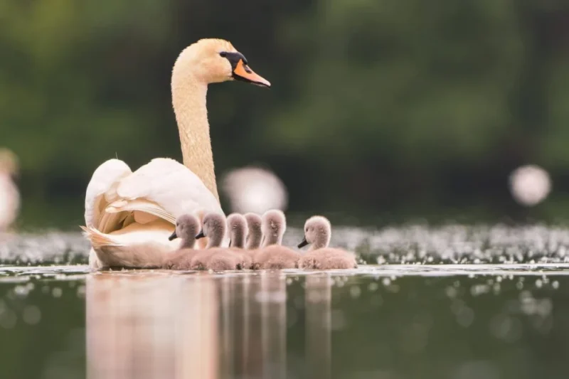 EU Member States Vote to Restrict Lead in Fishing Weights, Signaling Commitment to Biodiversity and Public Health