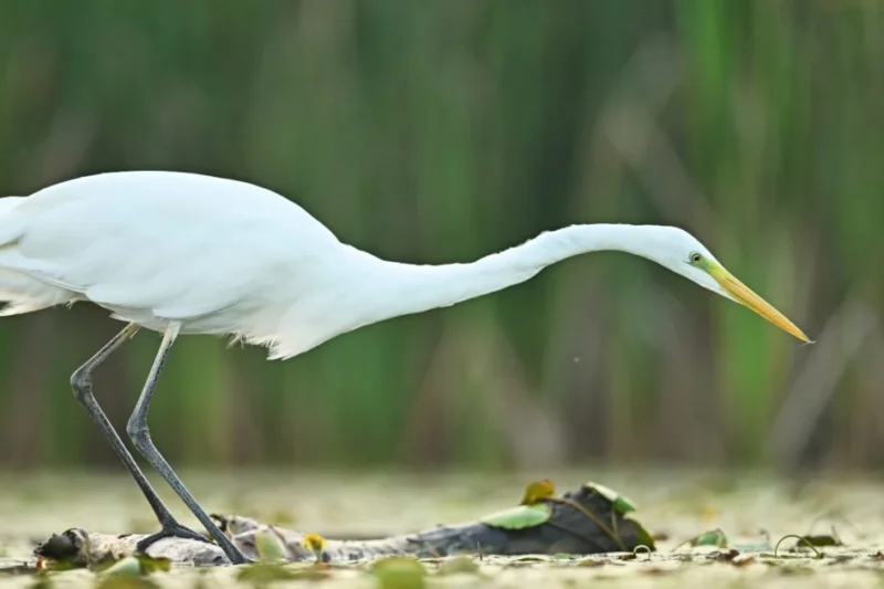 European Parliament Votes to Boost Nature Funding in Crucial Budget Negotiations