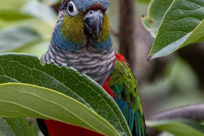 Exploring the Vibrant World of the Crimson-Bellied Conure: From Amazonian Forests to Domestic Companionship