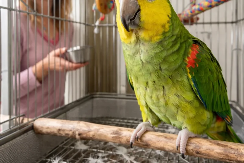 Feathers on the Floor: Decoding Molting Versus Feather Plucking in Avian Companions