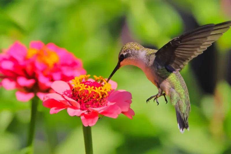 Floral Nectar Holds a Secret: Bees and Hummingbirds Consistently Ingest Trace Amounts of Alcohol