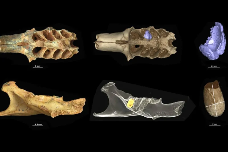 Fossilized Bird of Prey’s Larder Becomes Unlikely Nursery for Ancient Bees