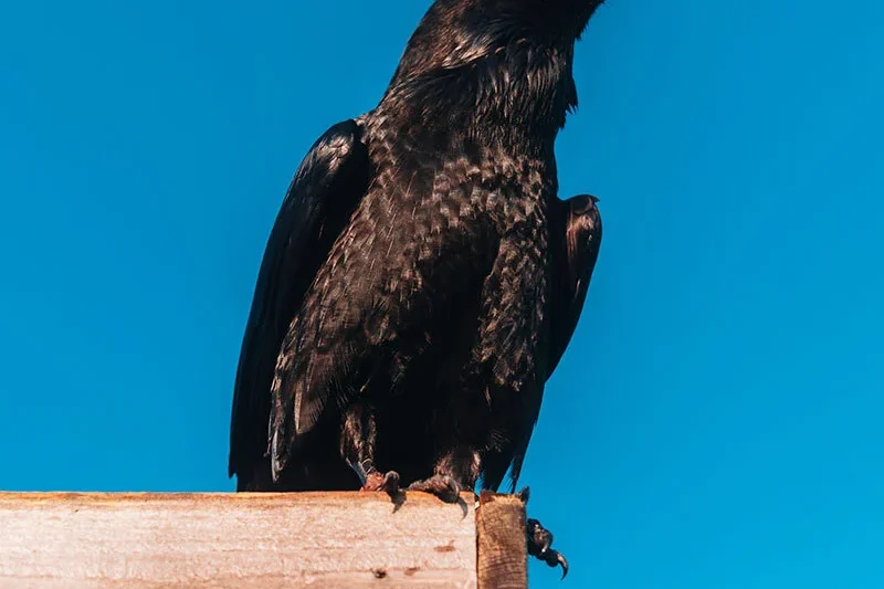 From Neglect to Global Stardom: The Extraordinary Journey of Loki the Raven