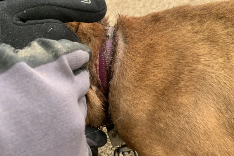 From the End of a Chain to a New Lease on Life: The Remarkable Rescue and Recovery of Liora the Dog