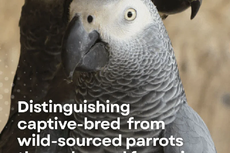 Genomic Forensics Revolutionizes Fight Against Illegal Wildlife Trade, Unmasking ‘Captive-Bred’ Deception in Endangered African Grey Parrots