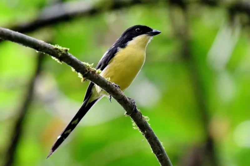 Global Birdfair 2026 Champions Urgent Conservation for São Tomé and Príncipe’s Critically Endangered Endemic Birds