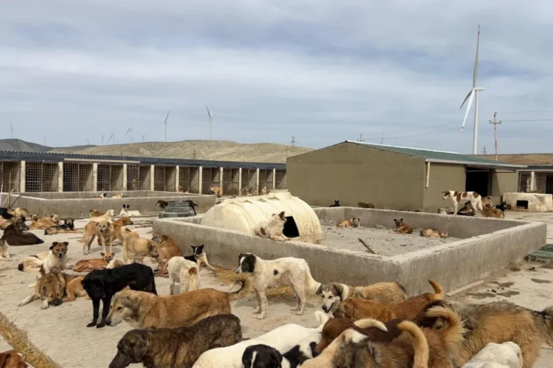 Global Compassion Fund and PETA Germany Transform Canine Welfare in Remote Middle Eastern Shelter Through Critical Infrastructure Support