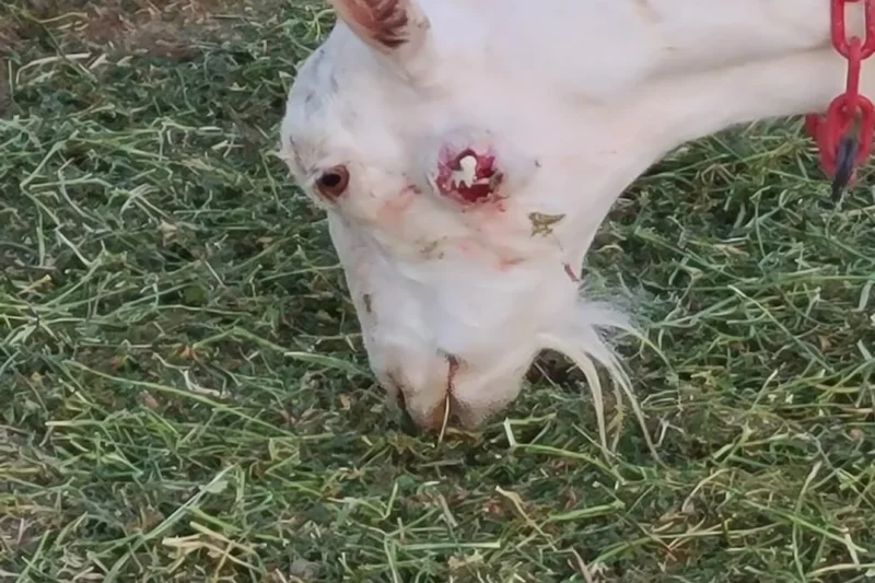 Goat Cheese Exposed: From Farm to Table? More Like Covered in Pus