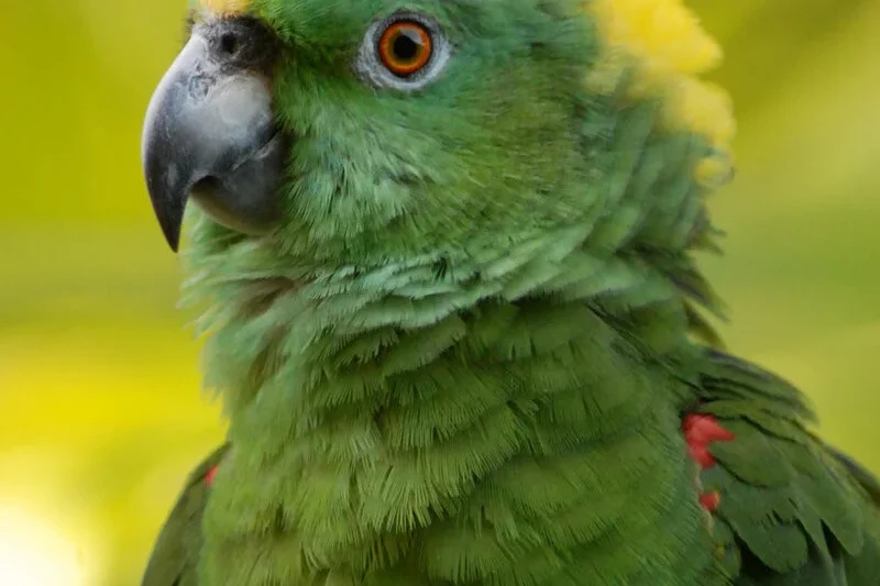 Groundbreaking Research Unveils Complex, Language-Like Communication in Critically Endangered Yellow-Naped Amazon Parrots