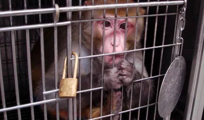 Investigation Reveals Systematic Animal Welfare Violations at University of Minnesota Research Laboratories