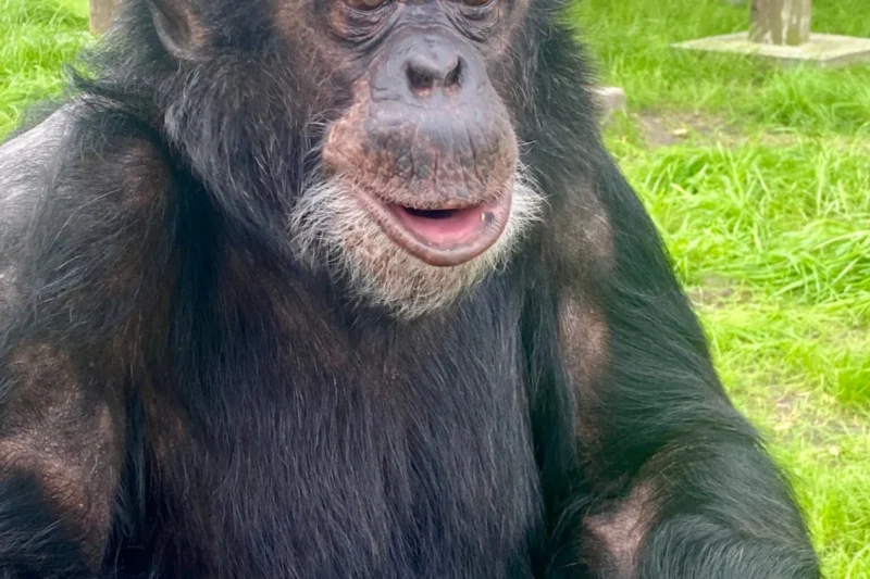 Lionsgate Utilizes CGI for Bubbles the Chimpanzee in Michael Jackson Biopic Amid PETA Commendation and Renewed Focus on Primate Welfare