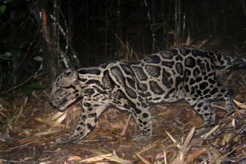 Long-Term Camera Trap Study in Malaysian Borneo Sets New Record for Wild Sunda Clouded Leopard Longevity and Habitat Use