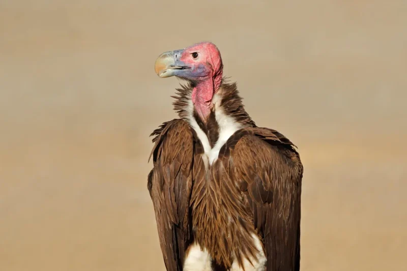 Lovelater Sebele Advocates for Inclusive Conservation, Highlighting Vulture’s Crucial Role and Cultural Significance