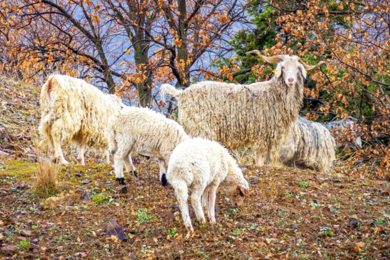 Major Retailers Macy’s and TJX Ban Mohair Following PETA Investigations into Animal Cruelty