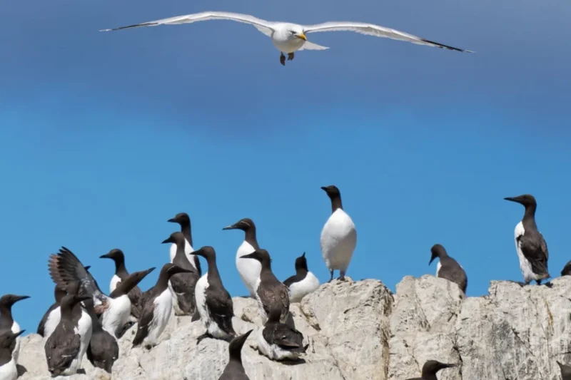 Mastering Photographic Sharpness: A Technical Guide to Focus Modes, Depth of Field, and Shutter Speed Dynamics