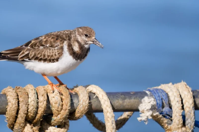 Mastering the Visual Language: How the Principles of Design Shape Contemporary Photography and Visual Arts