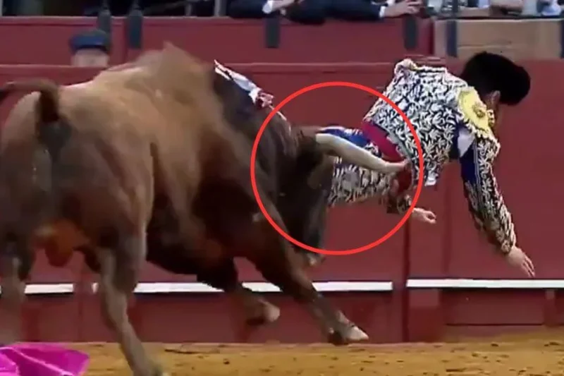 Matador Hospitalized After Retirement Comeback “Shakes” Bullfighting World—But Torturing Bulls Is Business as Usual