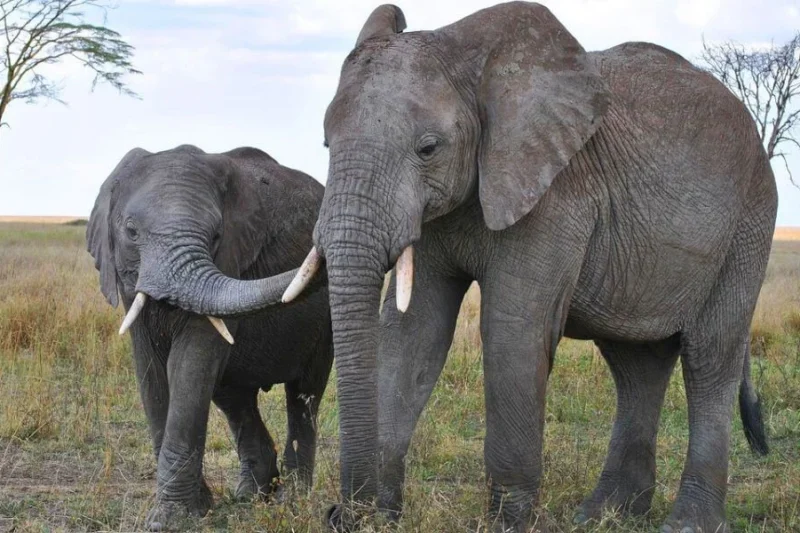 Millionaire Trophy Hunter Fatally Trampled by Elephant Herd During Hunting Expedition in Gabon