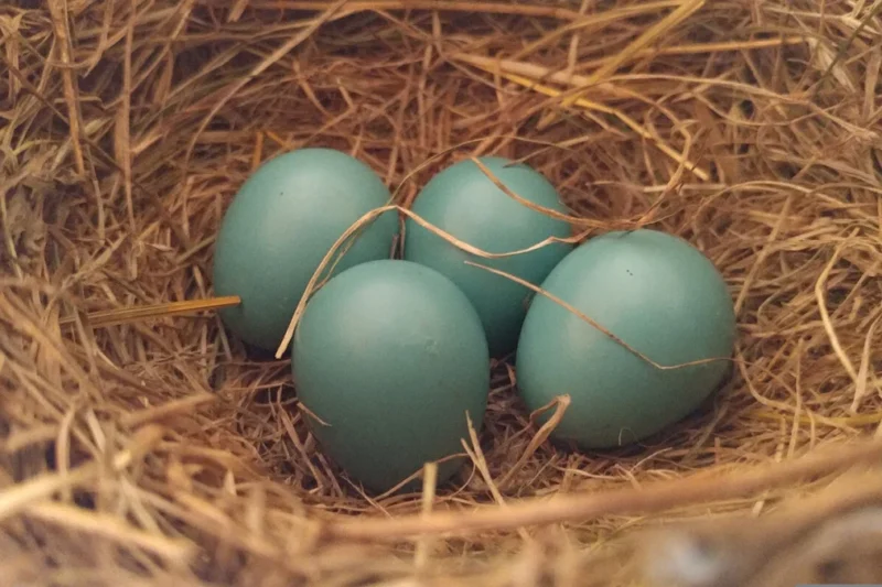 Move Over, Easter Bunny — Birds Do Eggs Best