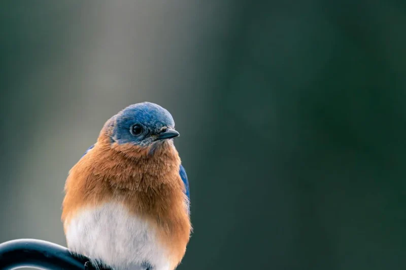 Nature’s Striking Palette: A Deep Dive into Birds Adorned in Blue and Orange