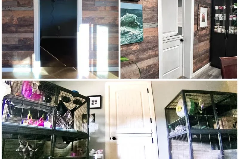 Navigating Multi-Pet Households: Can Rats Safely Coexist with Other Animals?