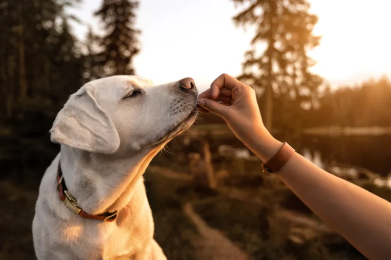 Optimizing Canine Learning: A Comprehensive Guide to Enhancing Your Dog’s Training Success and Well-being.
