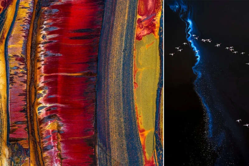 Patterns Art of the Natural World A Visual Exploration of Global Conservation and the Intricacies of the Earth