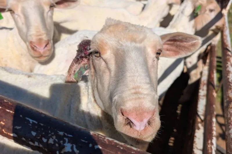 PETA Asia Investigation Alleges Widespread Animal Welfare Violations at NATIVA-Certified Wool Farms Supplying H&M Group