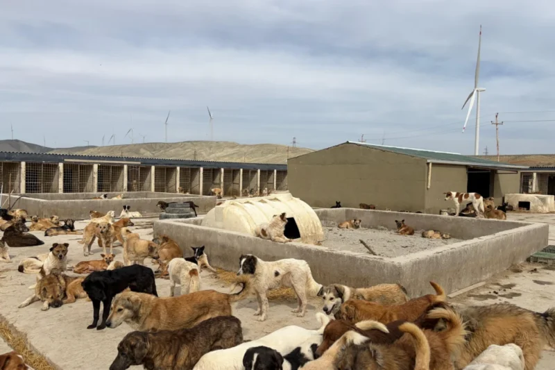 PETA Global Compassion Fund Bolsters Animal Welfare Efforts in the Middle East Through Critical Infrastructure Upgrades for Remote Dog Shelters