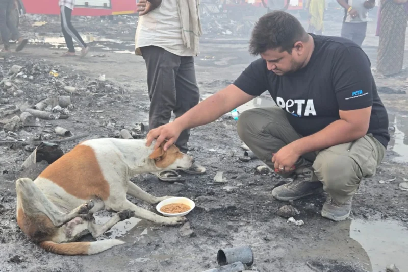 PETA India Rapid Response Team Rescues Dozens of Animals Following Devastating Ghaziabad Fire Disaster