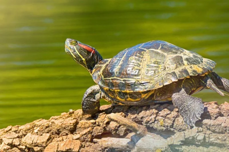 PetSmart Ceases Sales of Turtles Tortoises and Select Reptile Species Following Persistent Advocacy and Investigative Disclosures by PETA