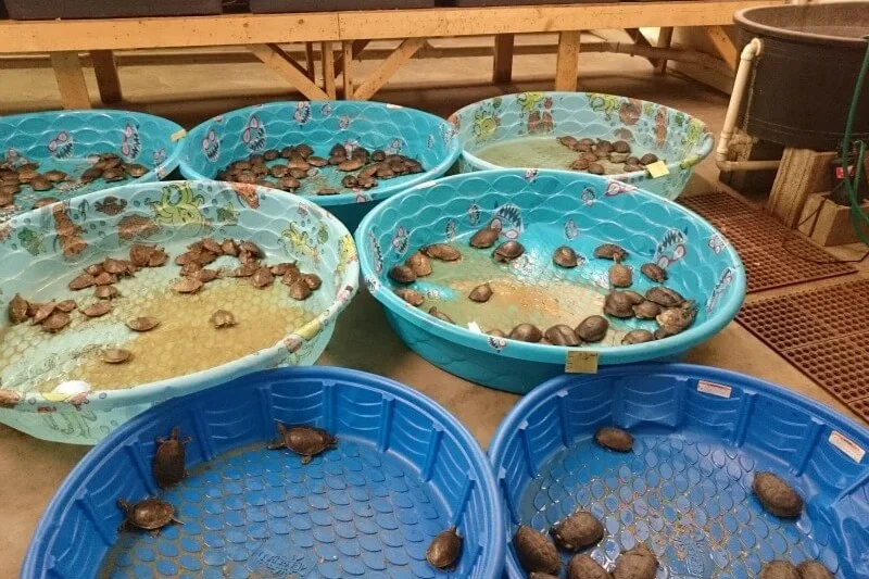 PetSmart Discontinues Sale of Turtles and Tortoises Following PETA Investigations into Animal Welfare Standards