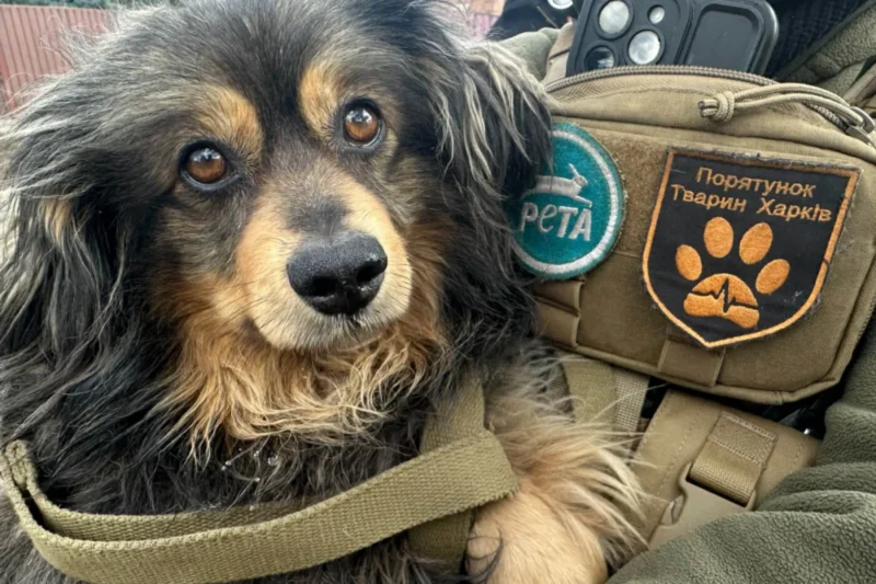 Rescuing the Silent Victims Four Years Into the Ukraine Conflict PETA-Supported Teams Expand Life-Saving Operations Amidst Ongoing War