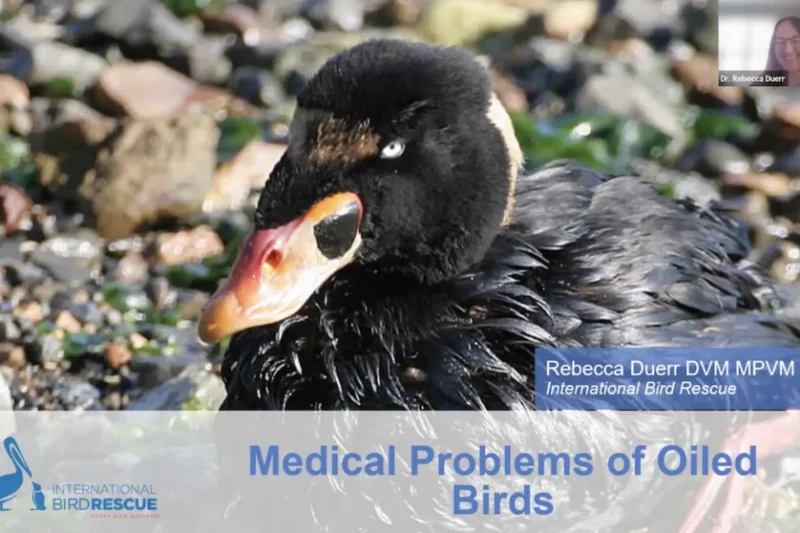 Specialized Training in Avian Emergency Response: Dr. Rebecca Duerr Addresses Medical Challenges of Oiled Wildlife at Kansas State University