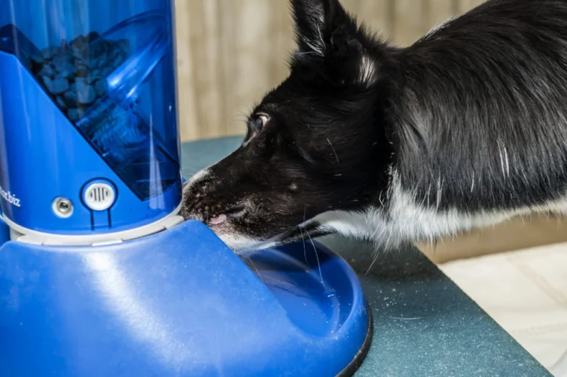Step AWAY from the Feeder! Optimizing Remote Dispenser Integration for Enhanced Canine Behavioral Training