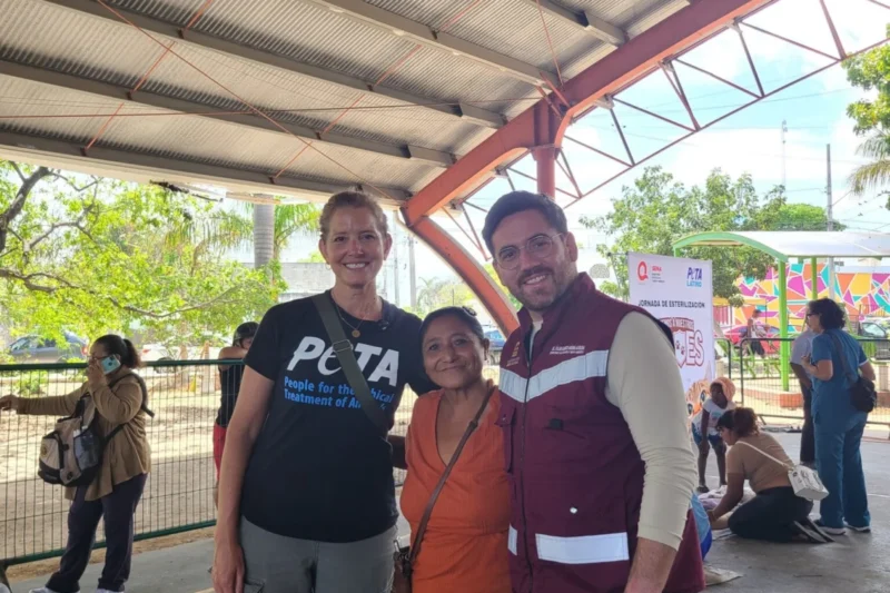 Sun, Sand, and Snips! How PETA Latino’s 4-Day Spay-a-Thon Changed Lives in Cancún